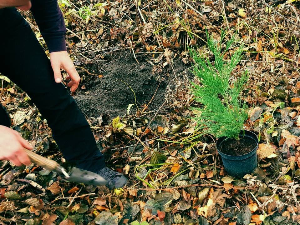 Planting on the banks of the Nuthe in Saarmund in May 2019