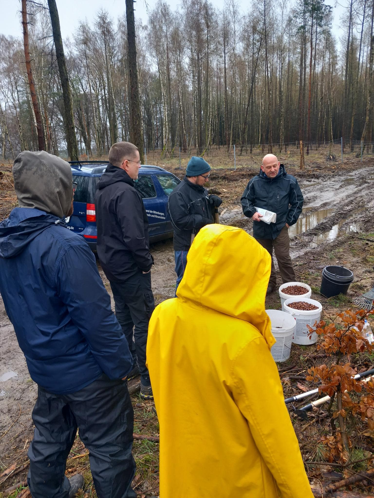 We donate beech seed for the high Fläming region