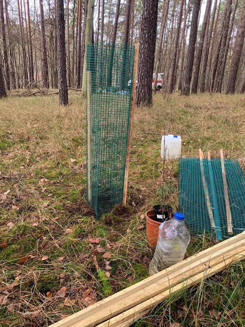 Dezember 2024: Kiefermonokultur in Göttin wird zum Mischwald