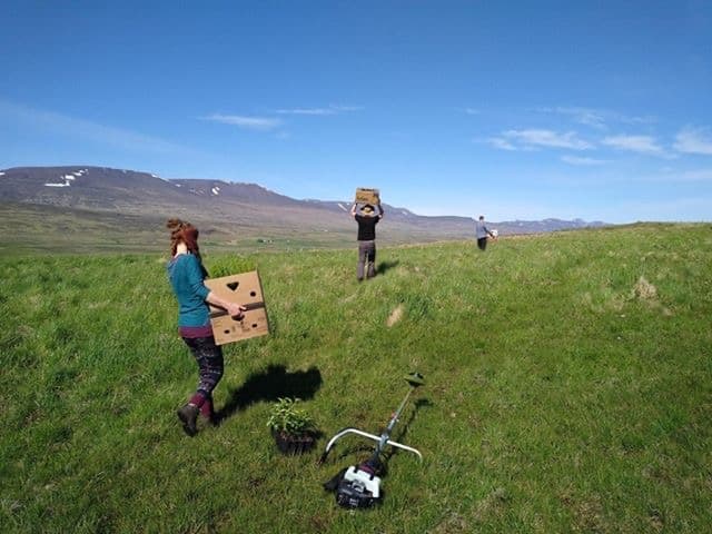 Iceland in June 2020: establishment of a climate forest with 2500 seedlings of different tree species