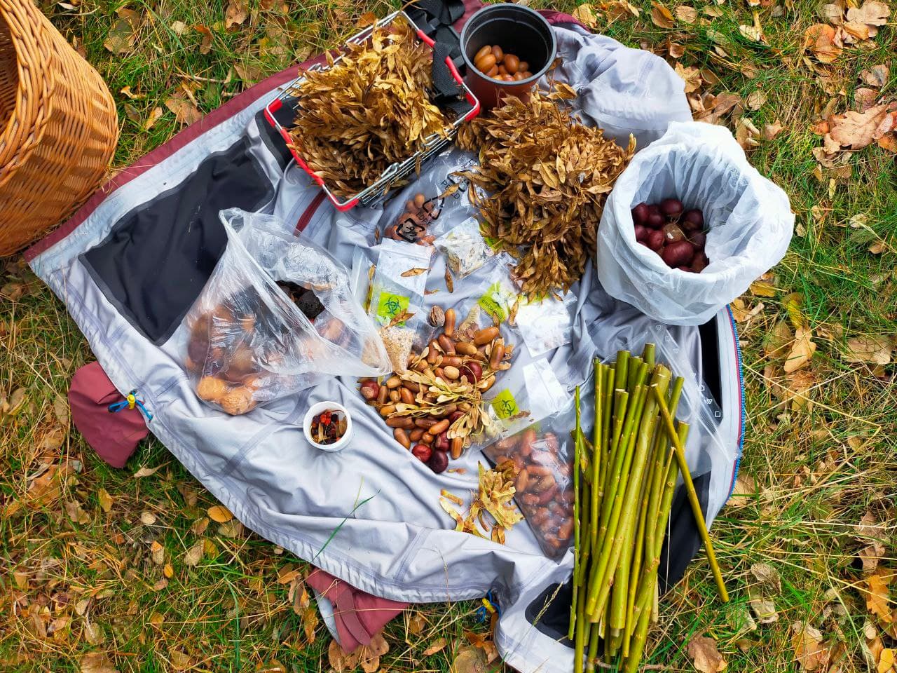 October 2022: Colorful planting of a parcel within a mono-pine forest in Brandenburg