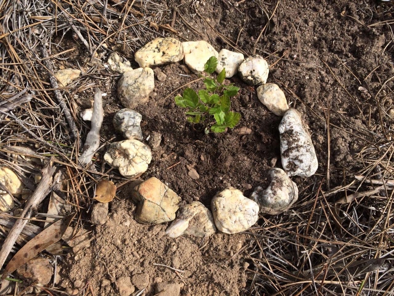 Tree planting in the project 'Rio Mira' Portugal February 2020